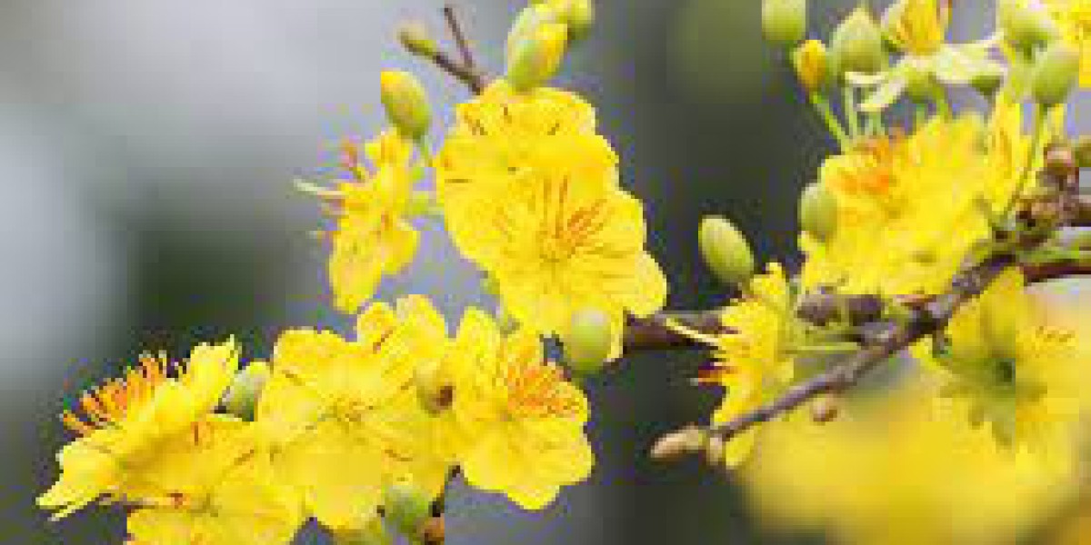 Về một vùng quê Sóc Trăng, thấy hoa mai vàng bung nở cản chả kịp, vườn mai "khủng" sao chủ không bán?